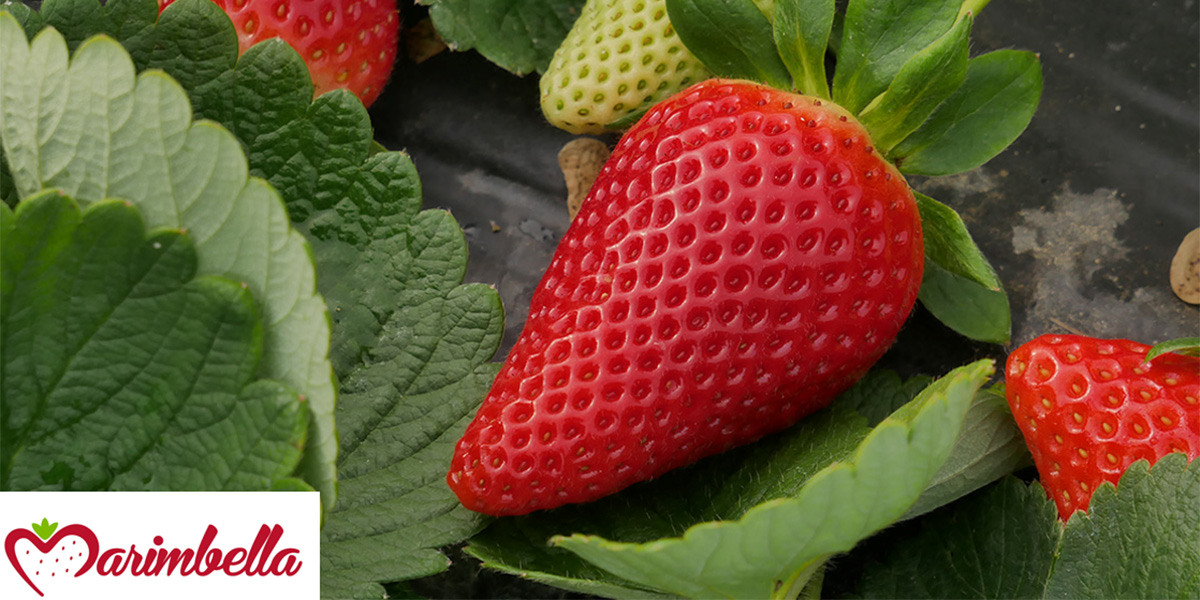 Marimbella: ecco la fragola precoce che conquista il Bacino del Mediterraneo